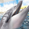 キャステル 【神戸の観光地】須磨海浜水族園徹底ガイド!入園料・園内施設・飼育動物・各種イベントまとめ!