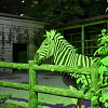 キャステル 【8月開催】東山動物園のナイトズーとは？夜の動物たちを堪能できる！イベント概要・注意点まとめ！