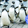 キャステル 神戸・須磨海浜水族園のリニューアル情報まとめ！再開後はシャチがやってくる！休館期間や終了施設は？