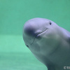 キャステル 鳥羽水族館へ遊びに行こう!料金、見どころ、ランチ、アクセス、お土産情報総まとめ!