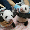 キャステル 【2021】上野動物園で双子パンダを解説！名前はシャオシャオ＆レイレイに決定！一般公開はいつから？