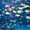 キャステル サンシャイン水族館の混雑は?平日&土日祝・長期休みの混み具合・特に混雑する人気スポットまとめ!