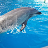 キャステル 【2019】名古屋港水族館の割引情報!チケット割引・年間パスポートの特典割引・宿泊セット割引!