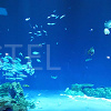 キャステル 【2023】関西のおすすめ水族館全10選！海遊館・アドベンチャーワールド・京都水族館の魅力を紹介！
