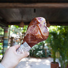 キャステル 香港ディズニーの食べ歩きグルメ6選！インスタ映え、肉系のフードメニューを解説！モバイルオーダーも！