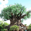 キャステル 【WDW】ウォルト・ディズニー・ワールド旅行記！アニマル・キングダム編！1日のスケジュールも！