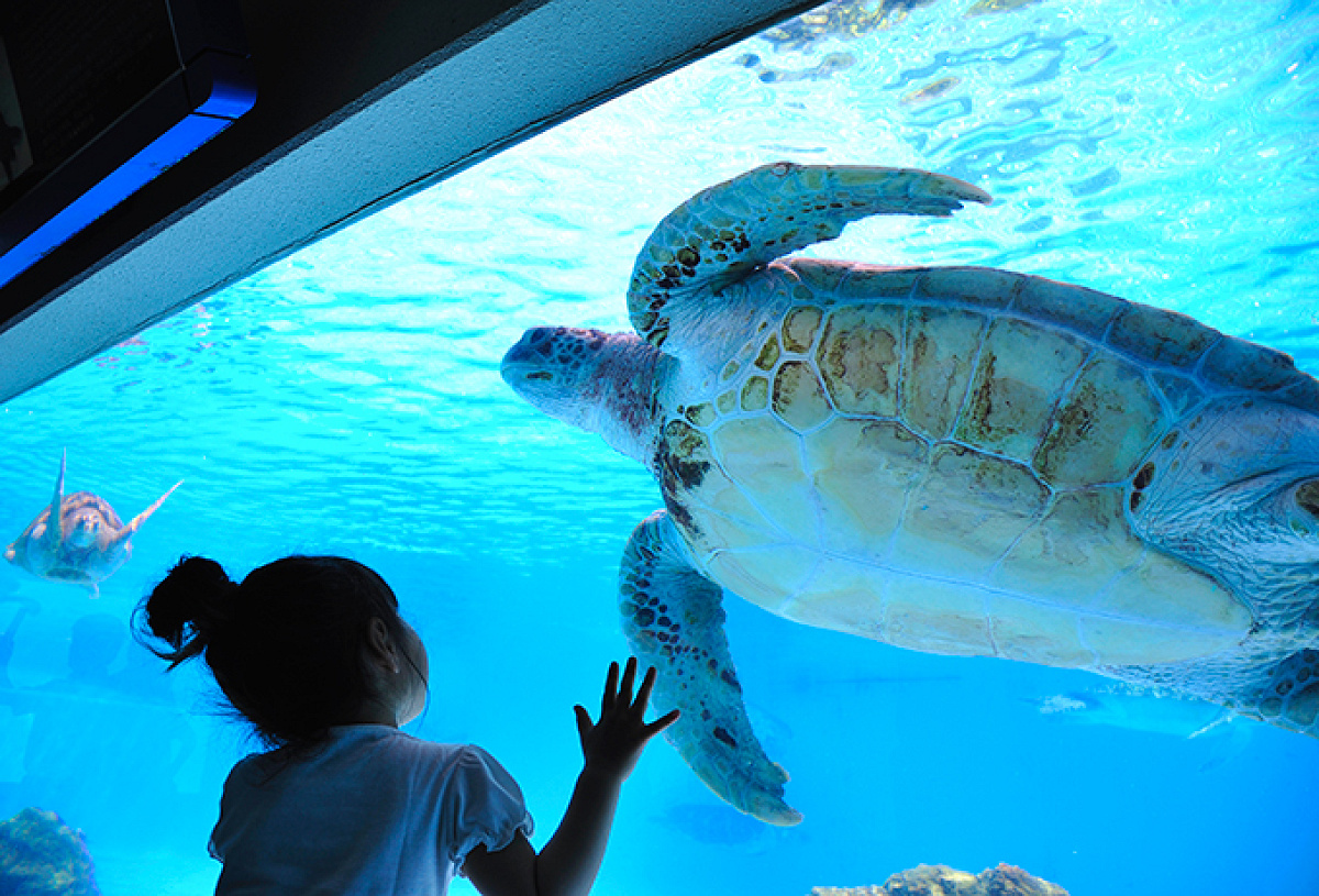 大迫力のウミガメ館