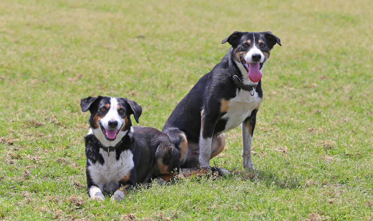 マザー牧場では牧羊犬たちの活躍にも注目です