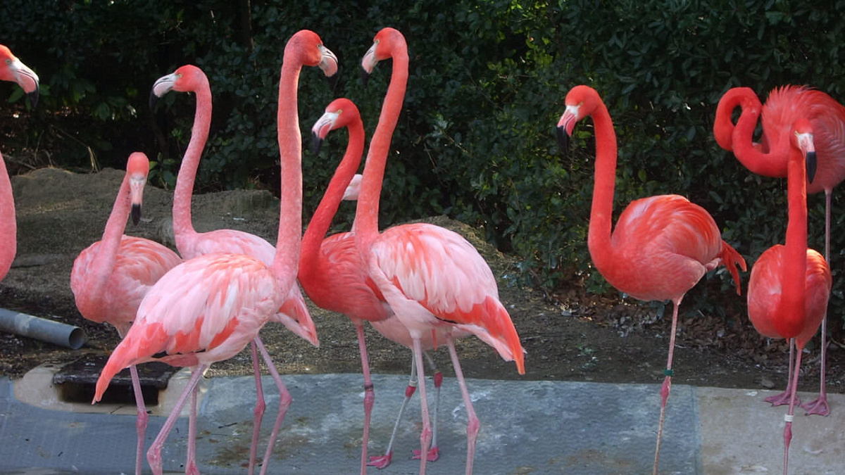 ベニイロフラミンゴ／天王寺動物園