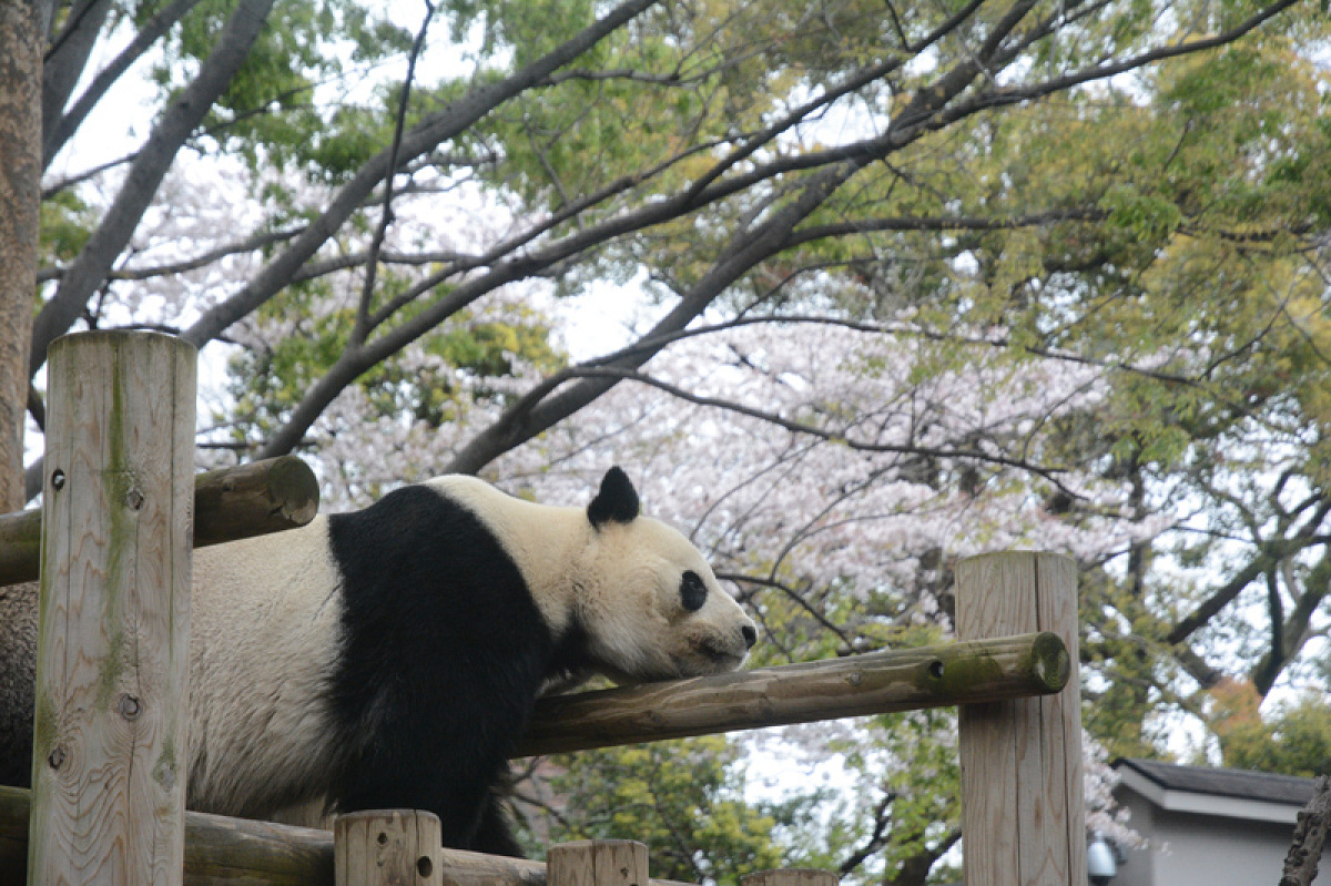 上野動物園の動物達