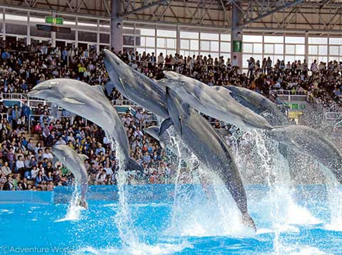 イルカの大ジャンプ| キャステル | CASTEL ディズニー情報