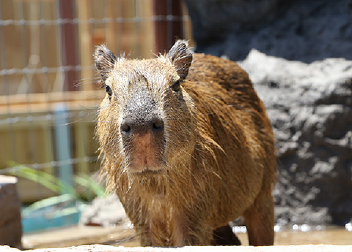 カピパラも人気の動物です！| キャステル | CASTEL ディズニー情報