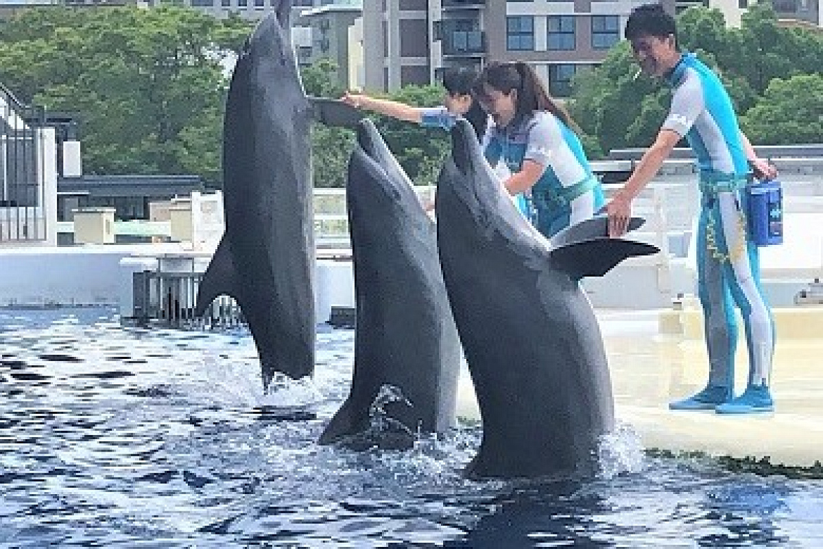 イルカとトレーナーのコミュニケーション