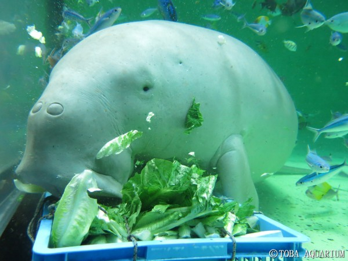 食事中のジュゴン