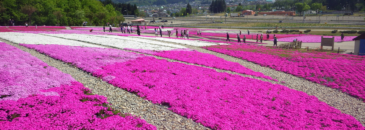 花と緑と遊季の里の芝桜