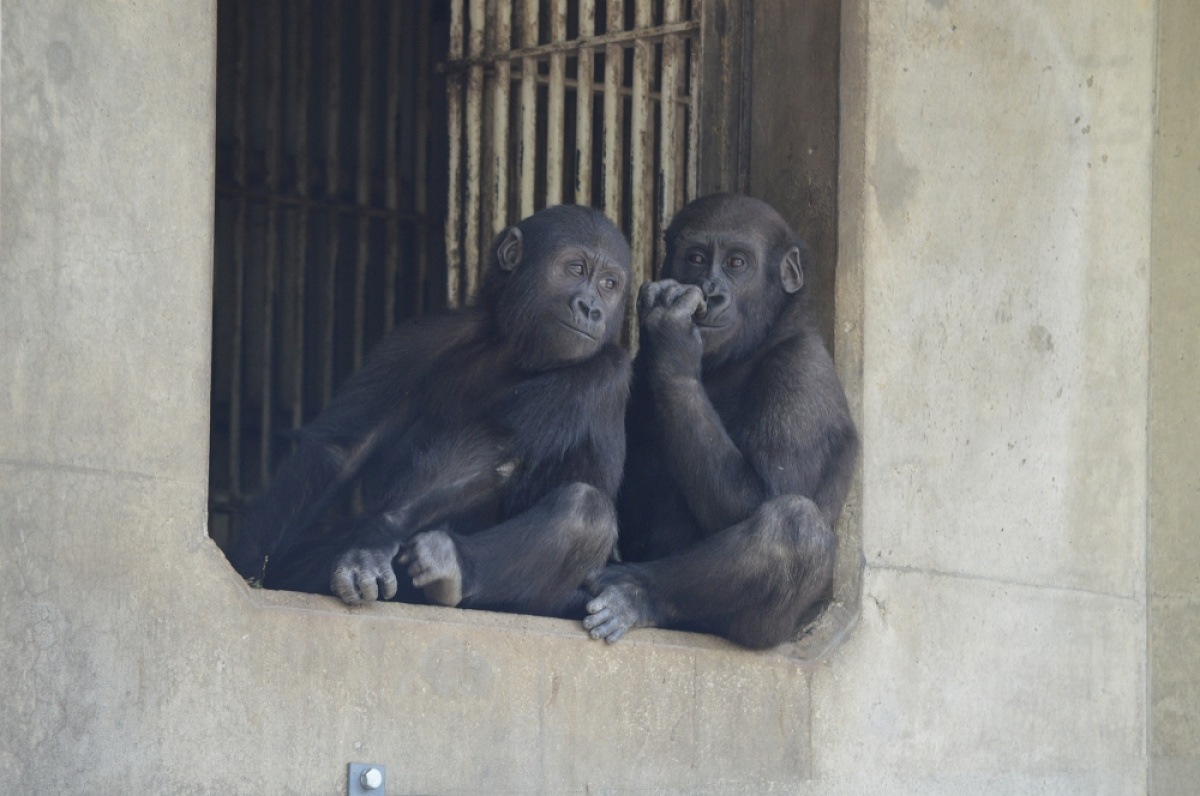 東山動物園のゴリラの歴史