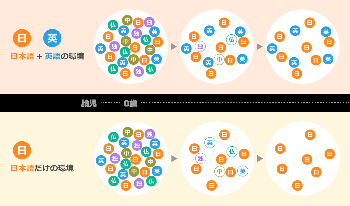 英語は小さい頃から聞き続けることが大切です