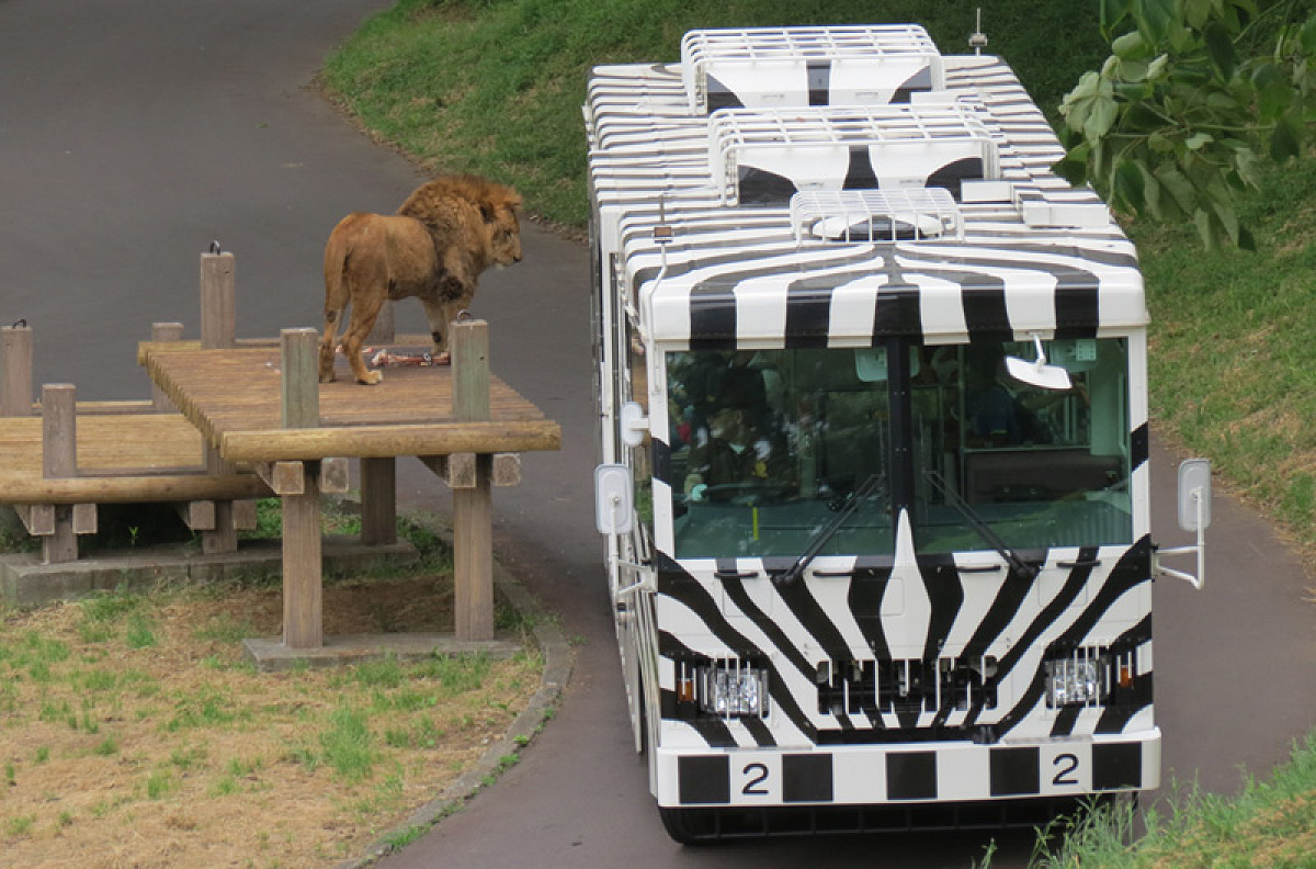 多摩動物公園のライオンバス