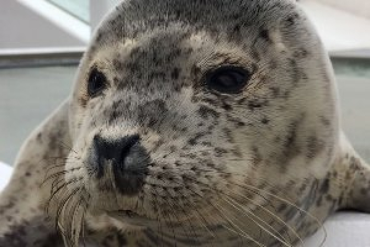 須磨海浜水族園で生まれたラッコ「メカブ」