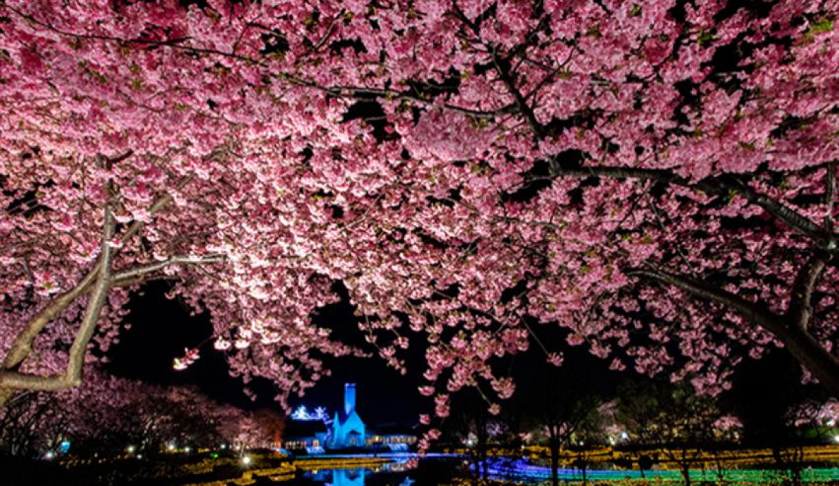 桜の時期のなばなの里イルミネーション