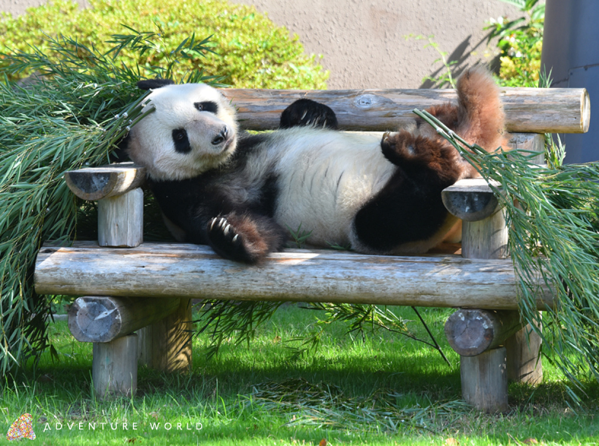 有料ツアー】パンダの餌やり体験ほか| キャステル | CASTEL ディズニー情報