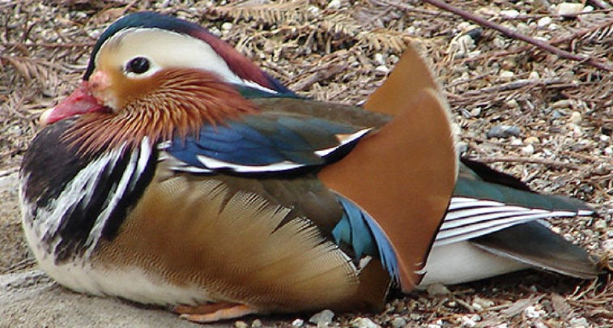 鳥の楽園／天王寺動物園