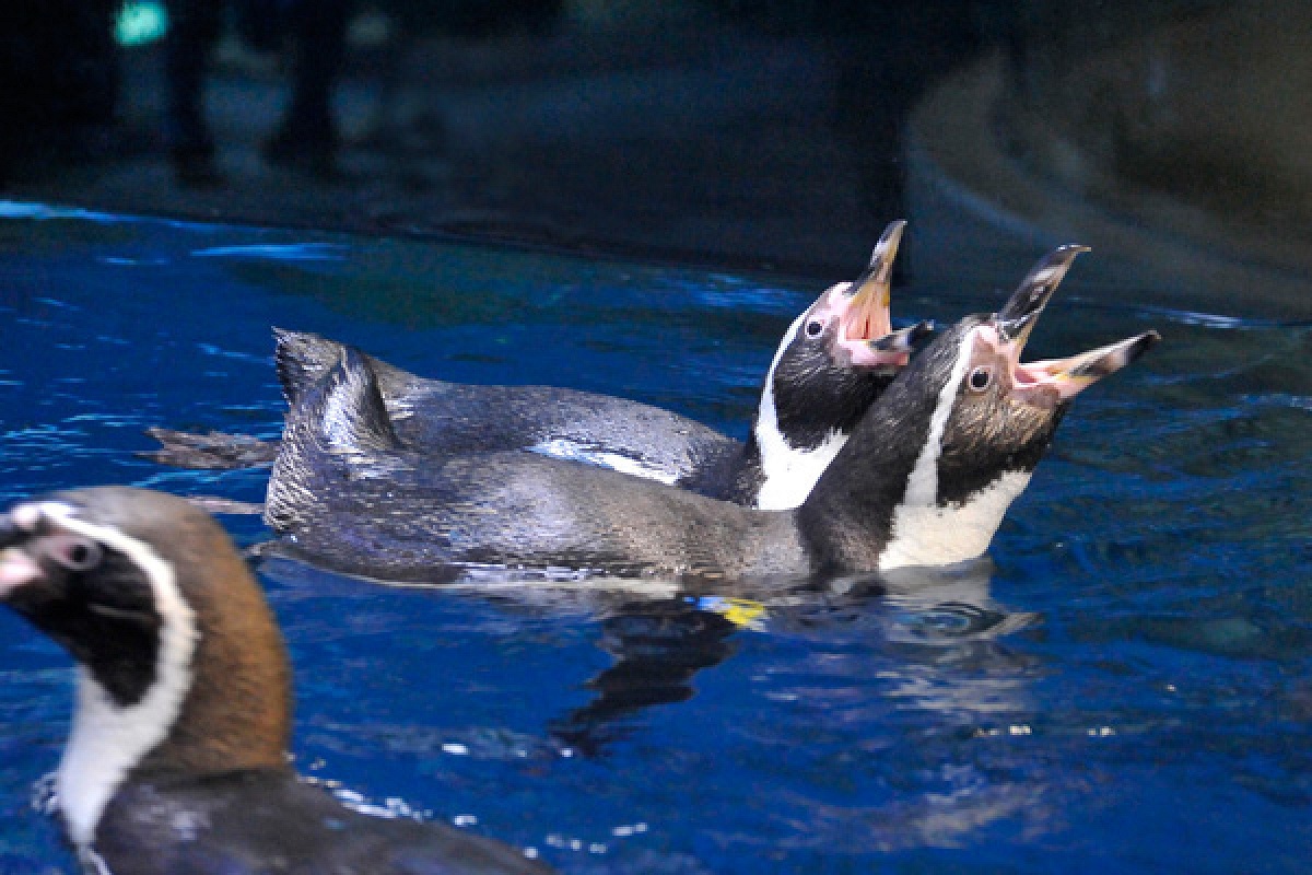 ペンギン