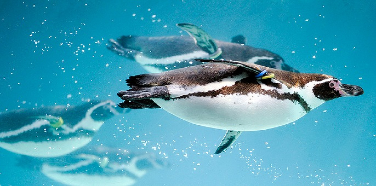 葛西臨海水族園のペンギン達| キャステル | CASTEL ディズニー情報