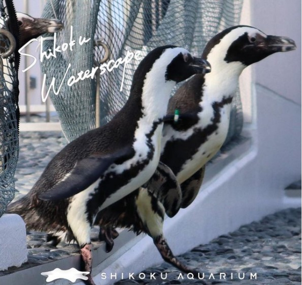 四国水族館のペンギン