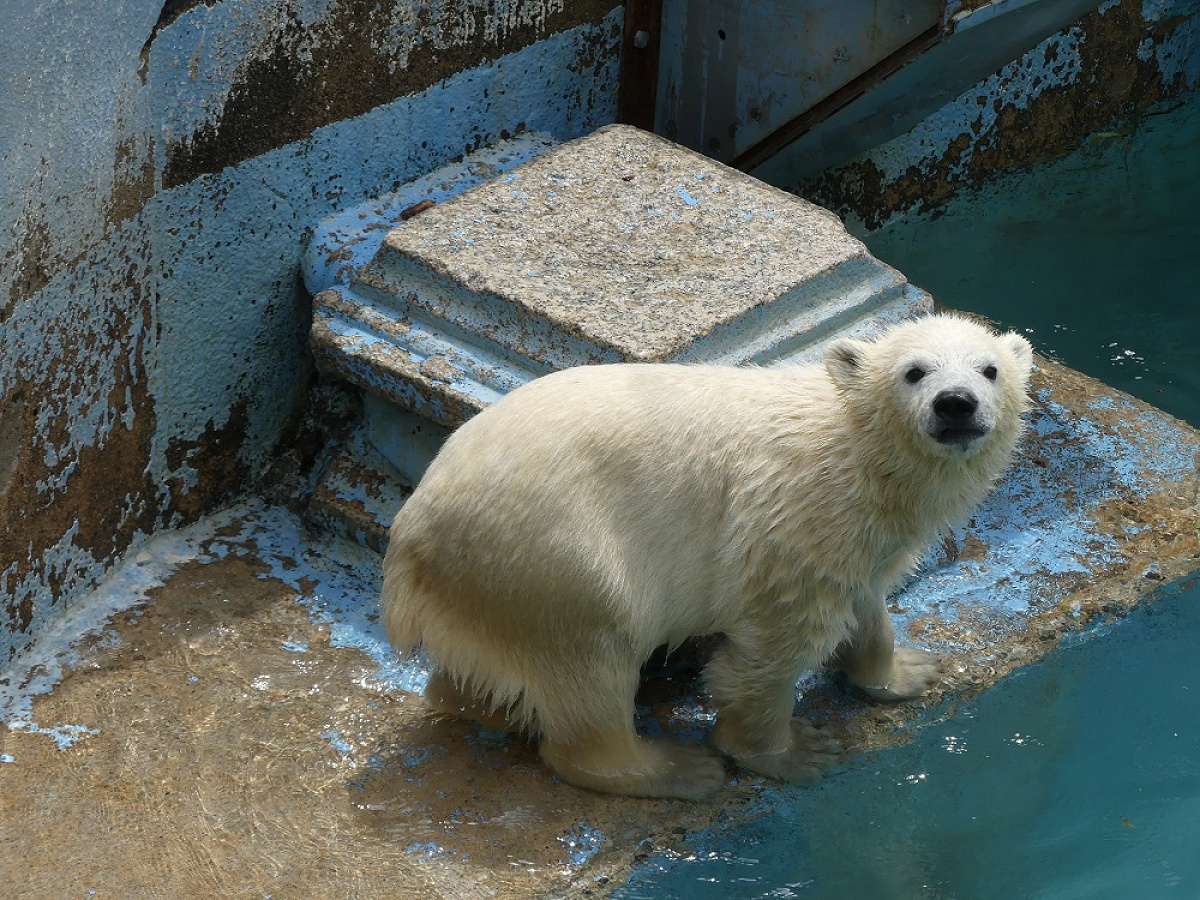 天王寺動物園のシロクマ