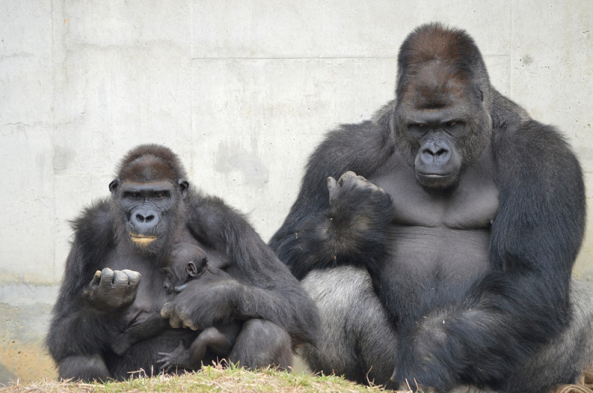 東山動物園で飼育されている霊長類