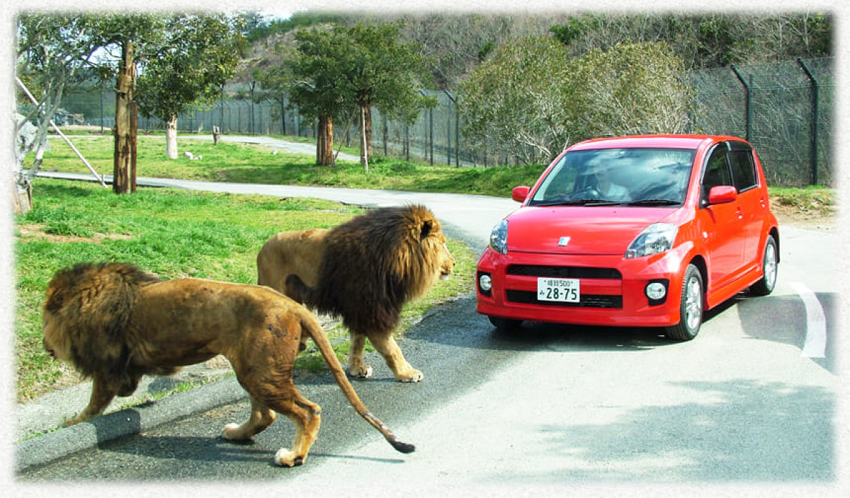 マイカー・ドライブスルーサファリ