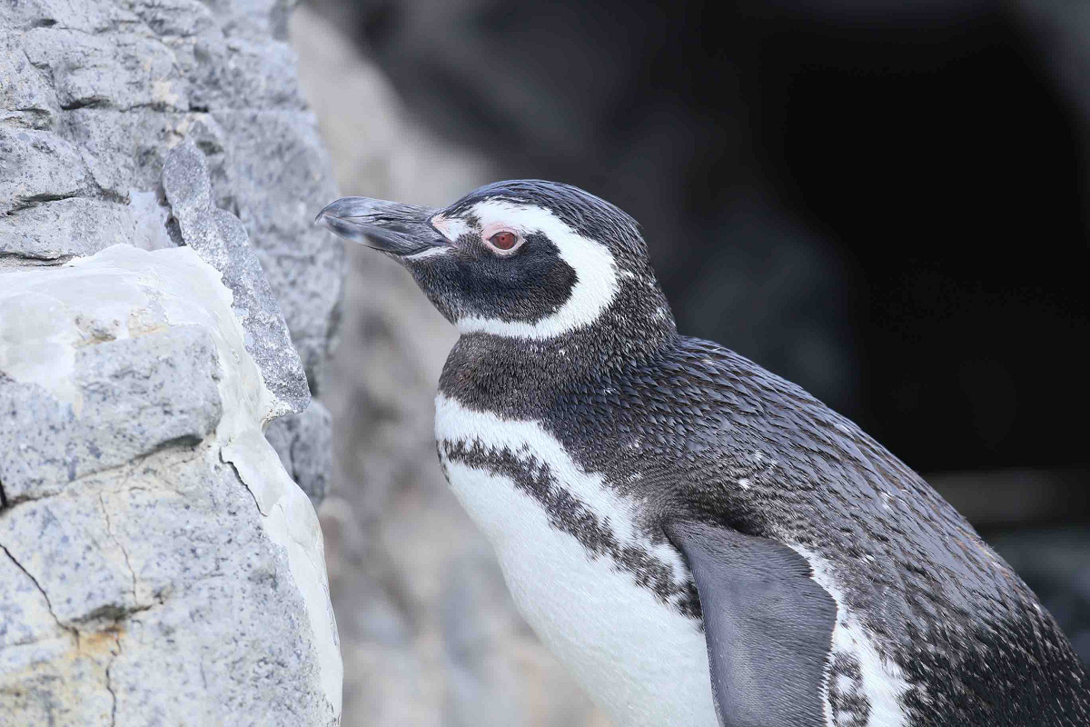 うみたまごのペンギン