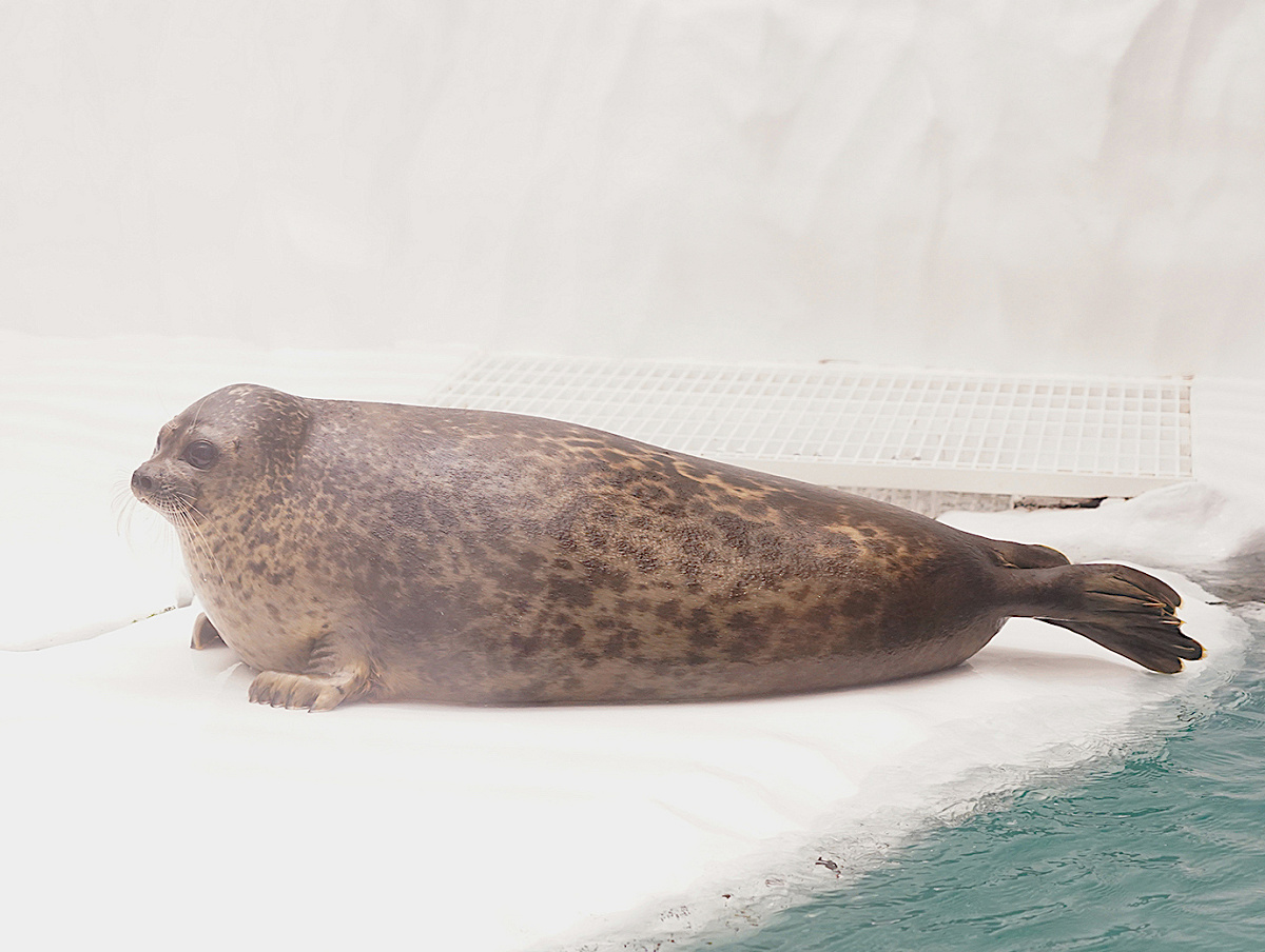 海遊館のアザラシ