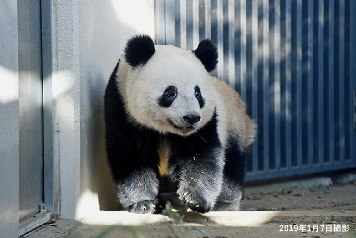 上野動物園のシャンシャン