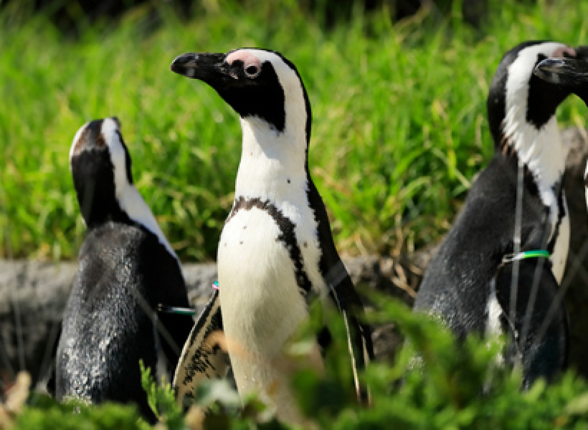 天空と草原ペンギンバウム（12個入り）