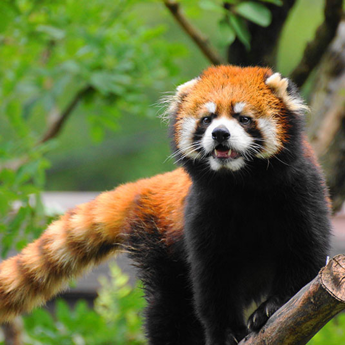 天王寺動物園：【おすすめ⑥】夜の動物が観察できるナイトズー