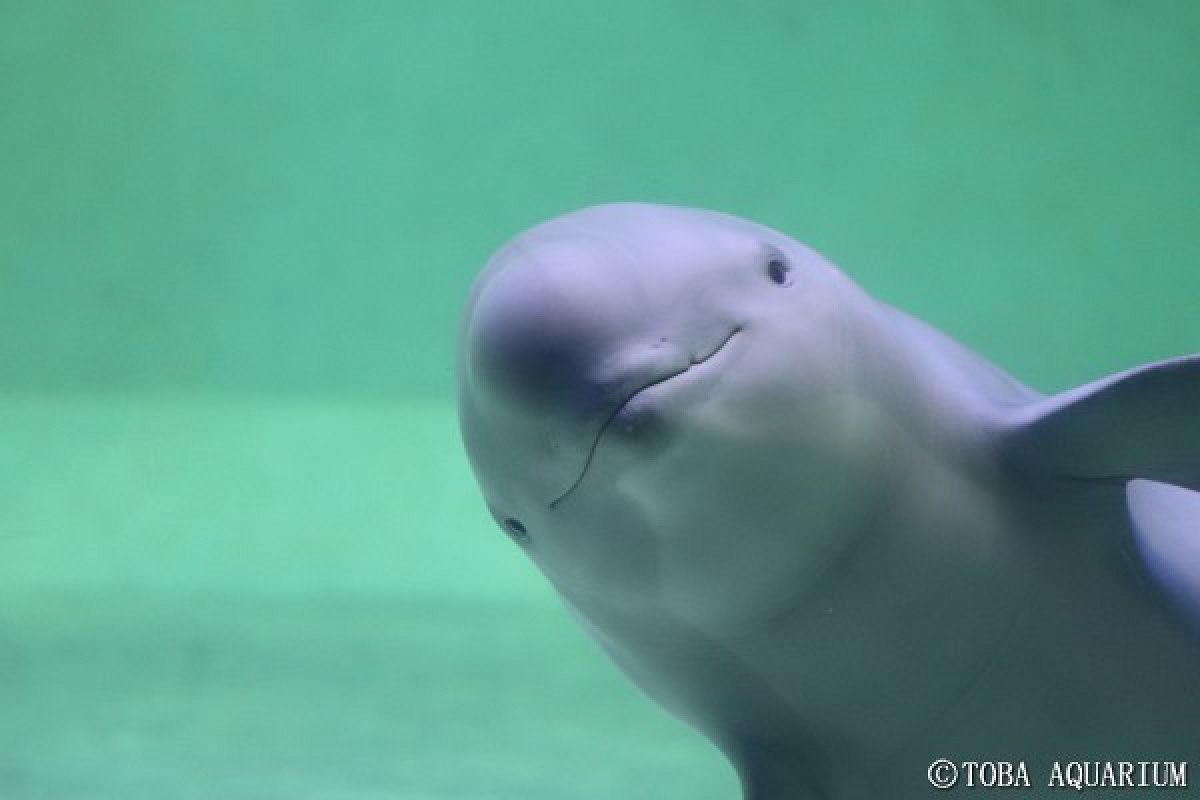 鳥羽水族館の総合情報