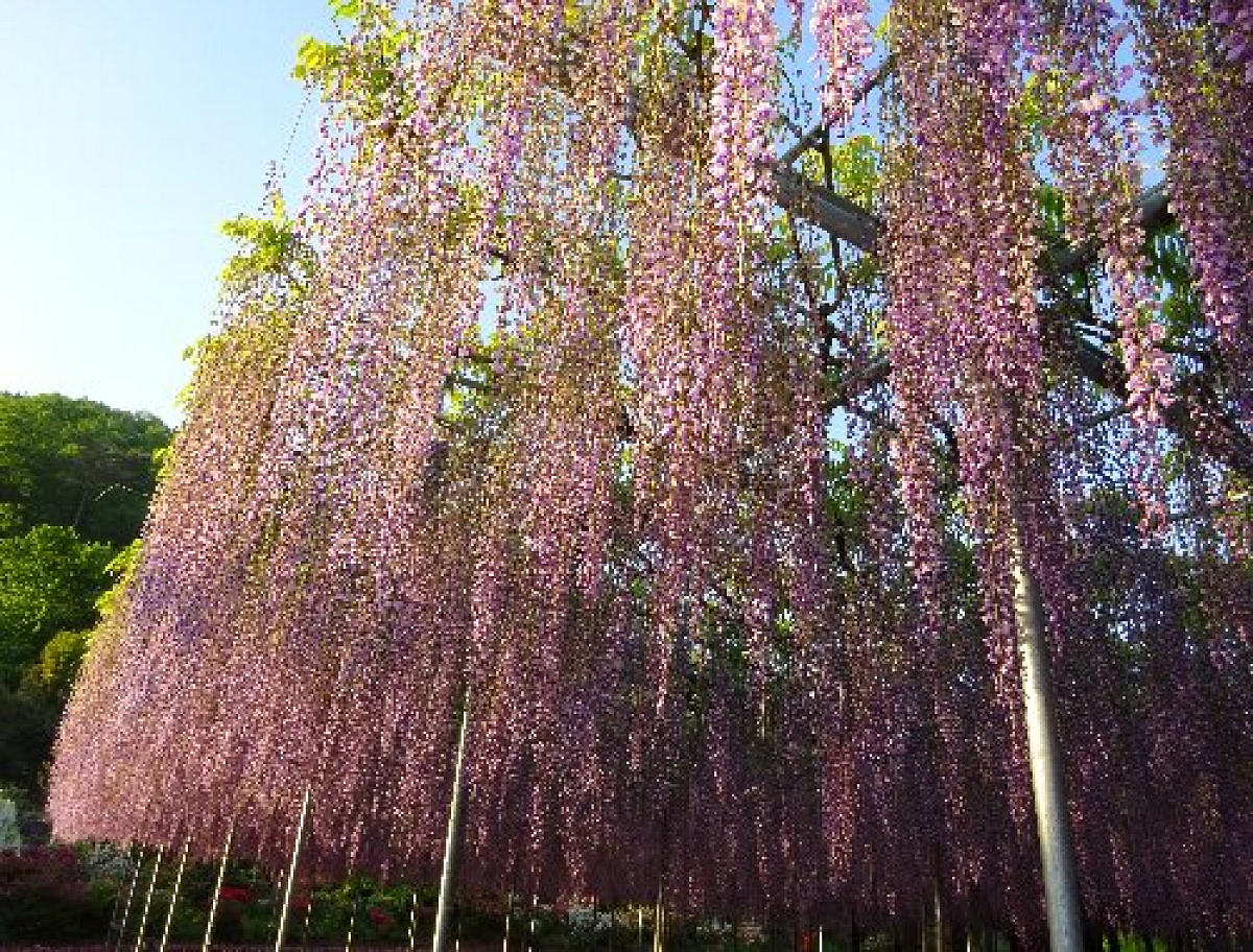 藤の花を安く見る方法とは？