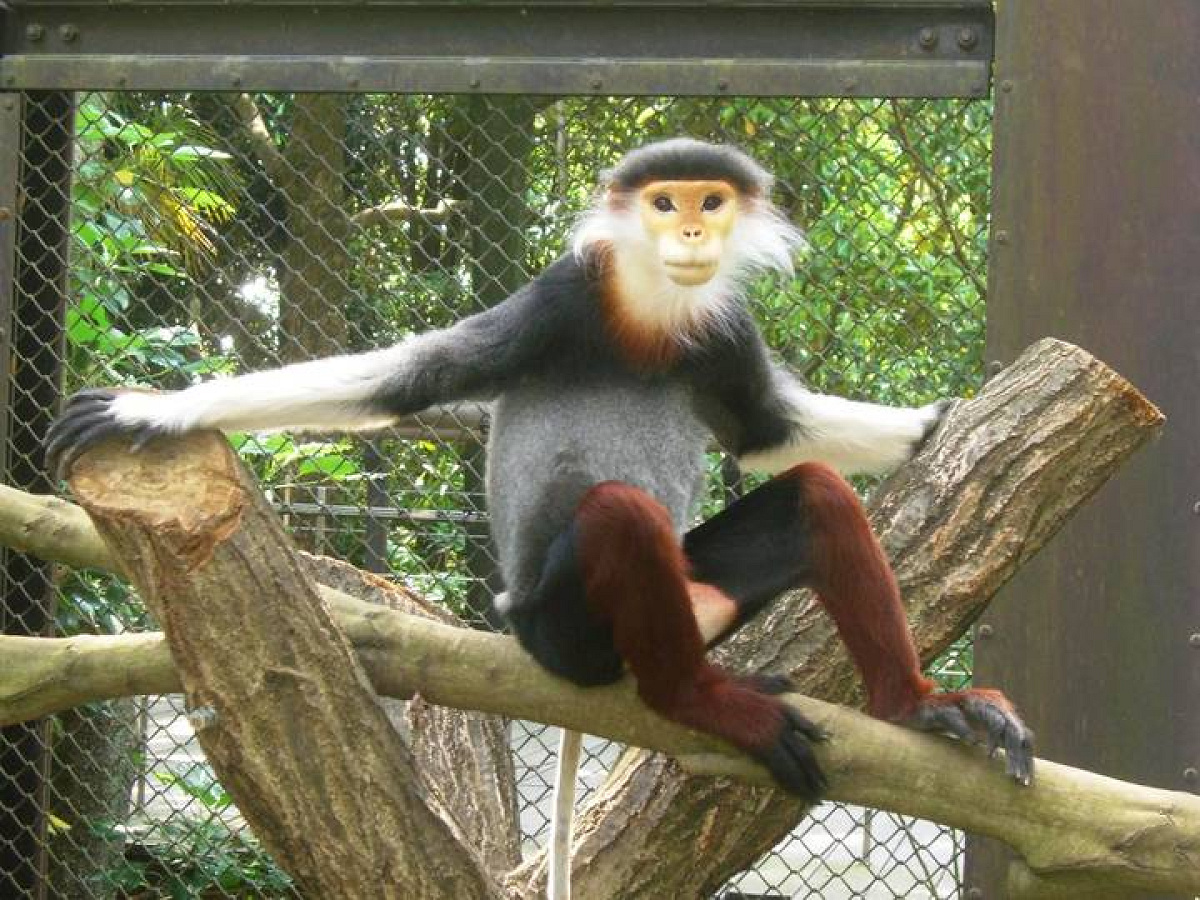 よこはま動物園ズーラシアの