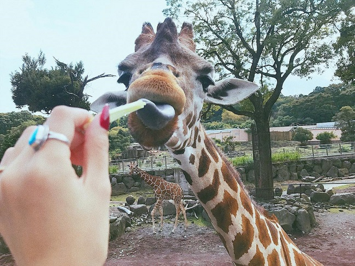 動物とも触れ合える