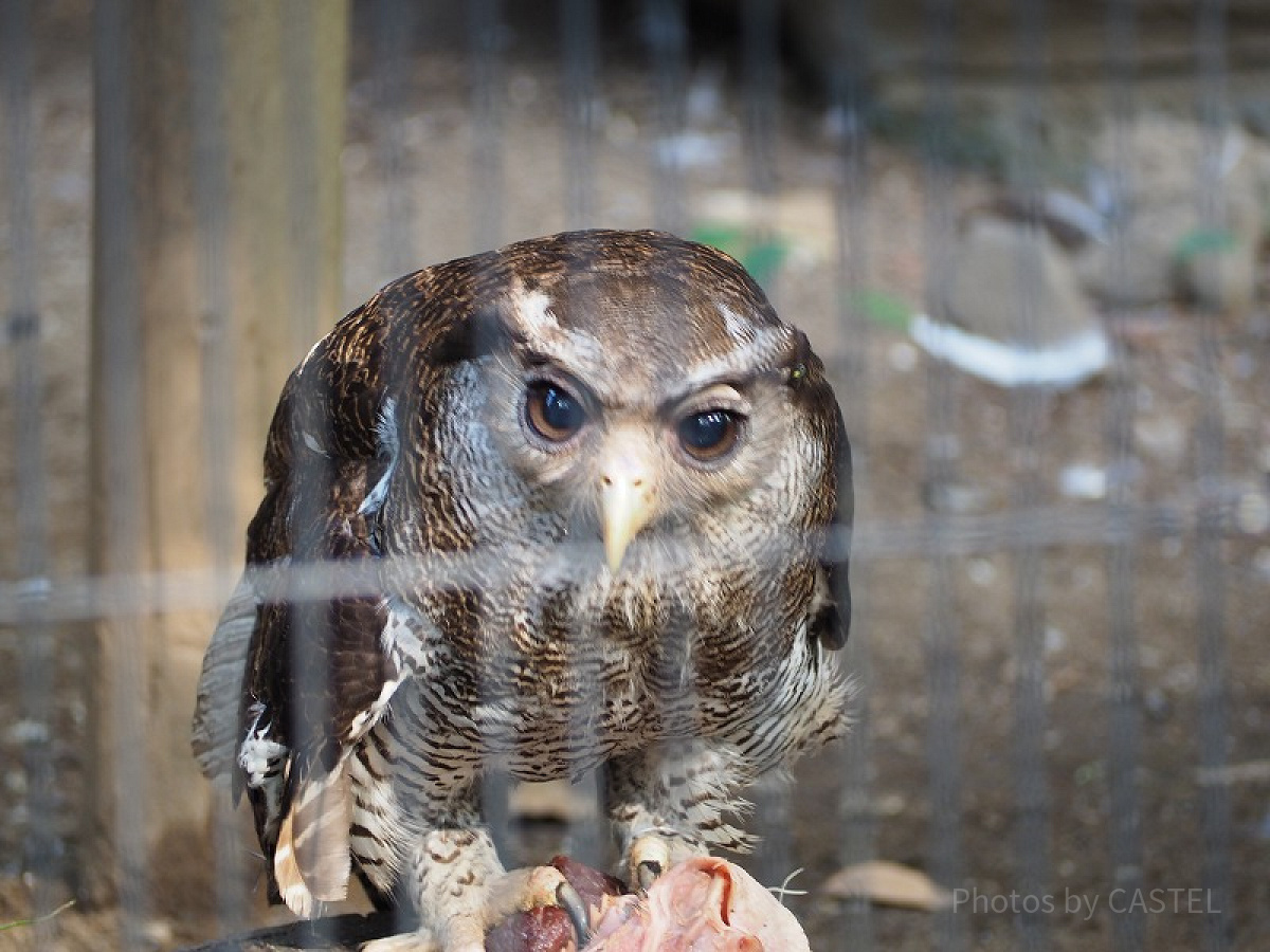 元気なフクロウたちの姿も要チェック！