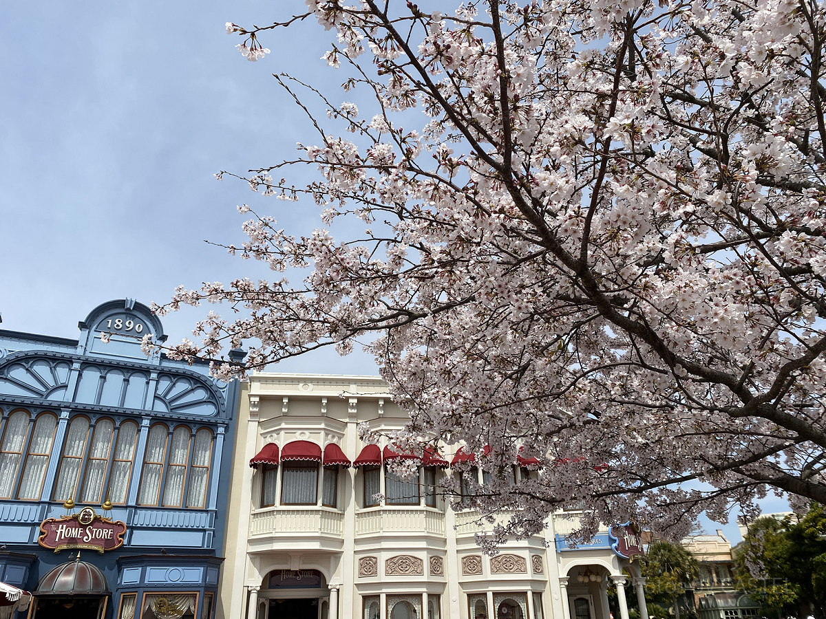 ディズニーに咲いている桜