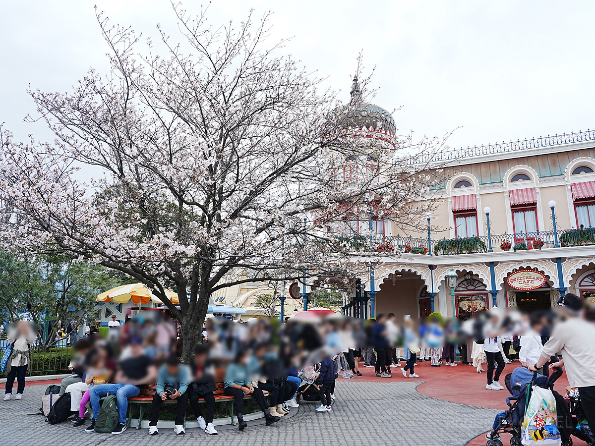 スウィートハート・カフェ前の桜