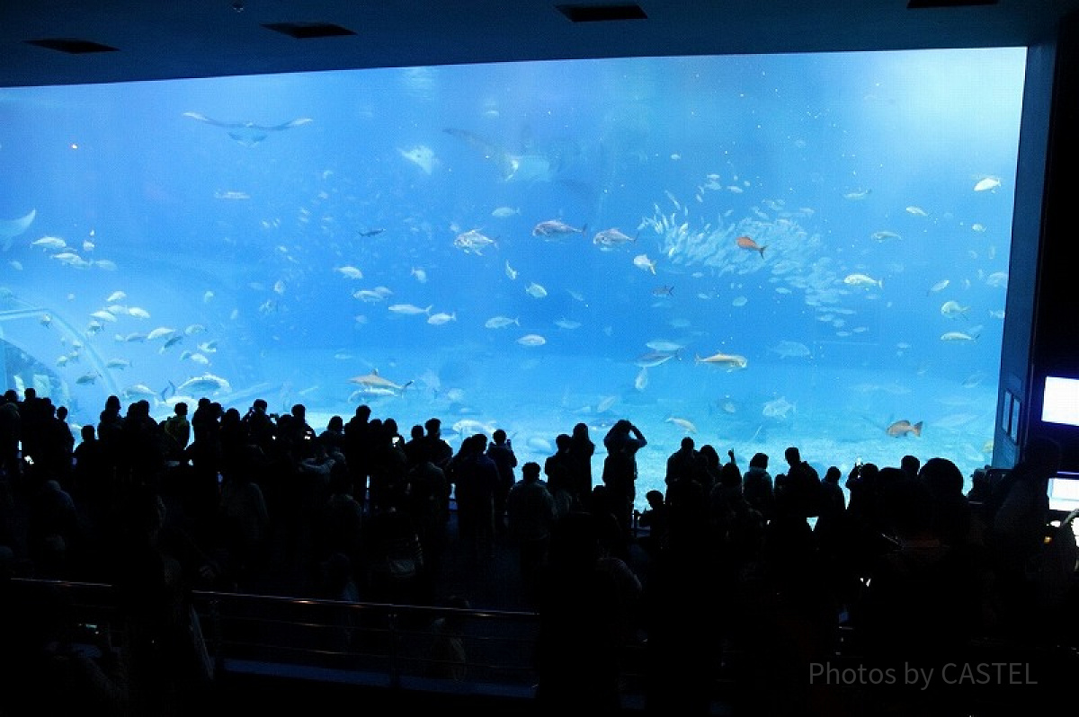 多くの人が集まる美ら海水族館