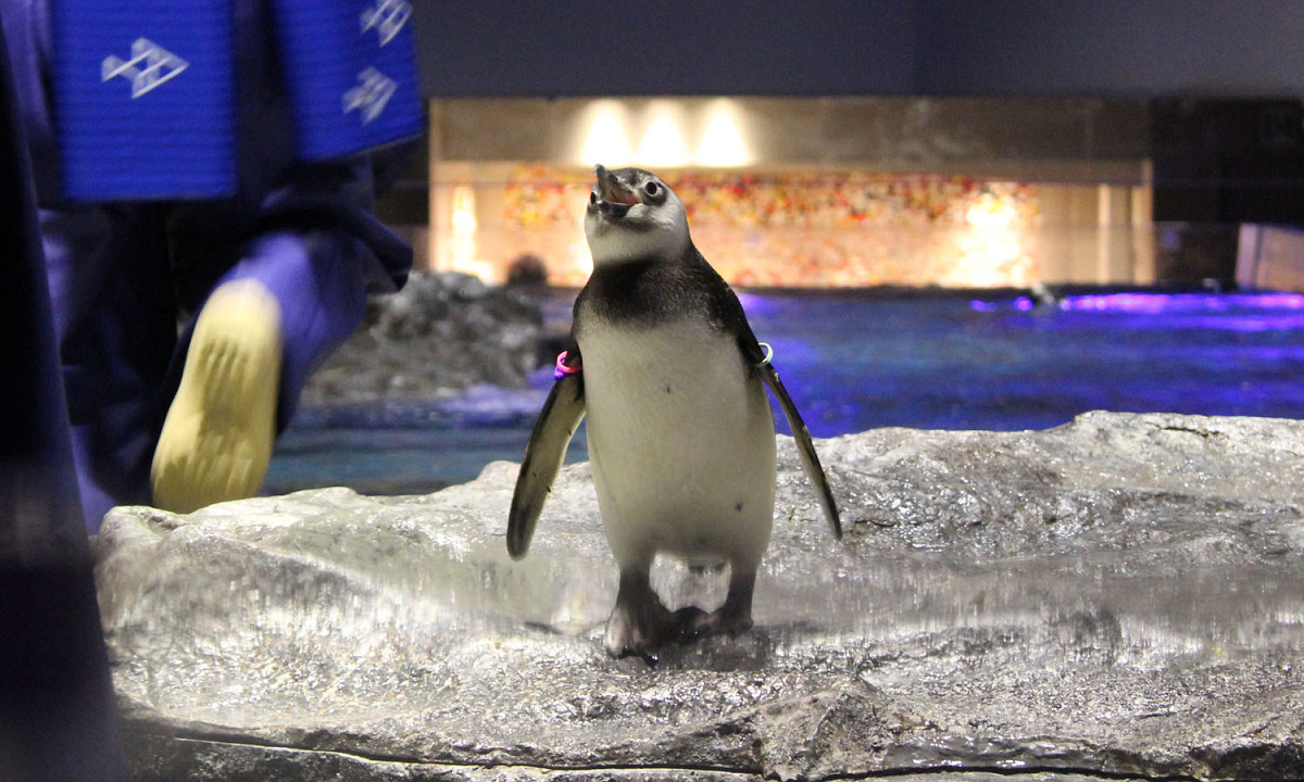 すみだ水族館の混雑