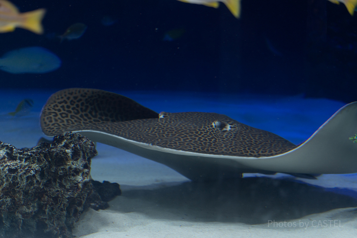 サンシャイン水族館の混雑状況：狙い目②