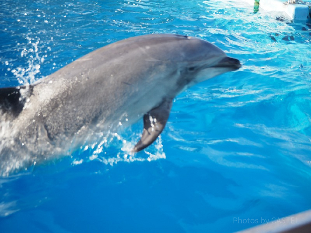 名古屋港水族館の割引料金