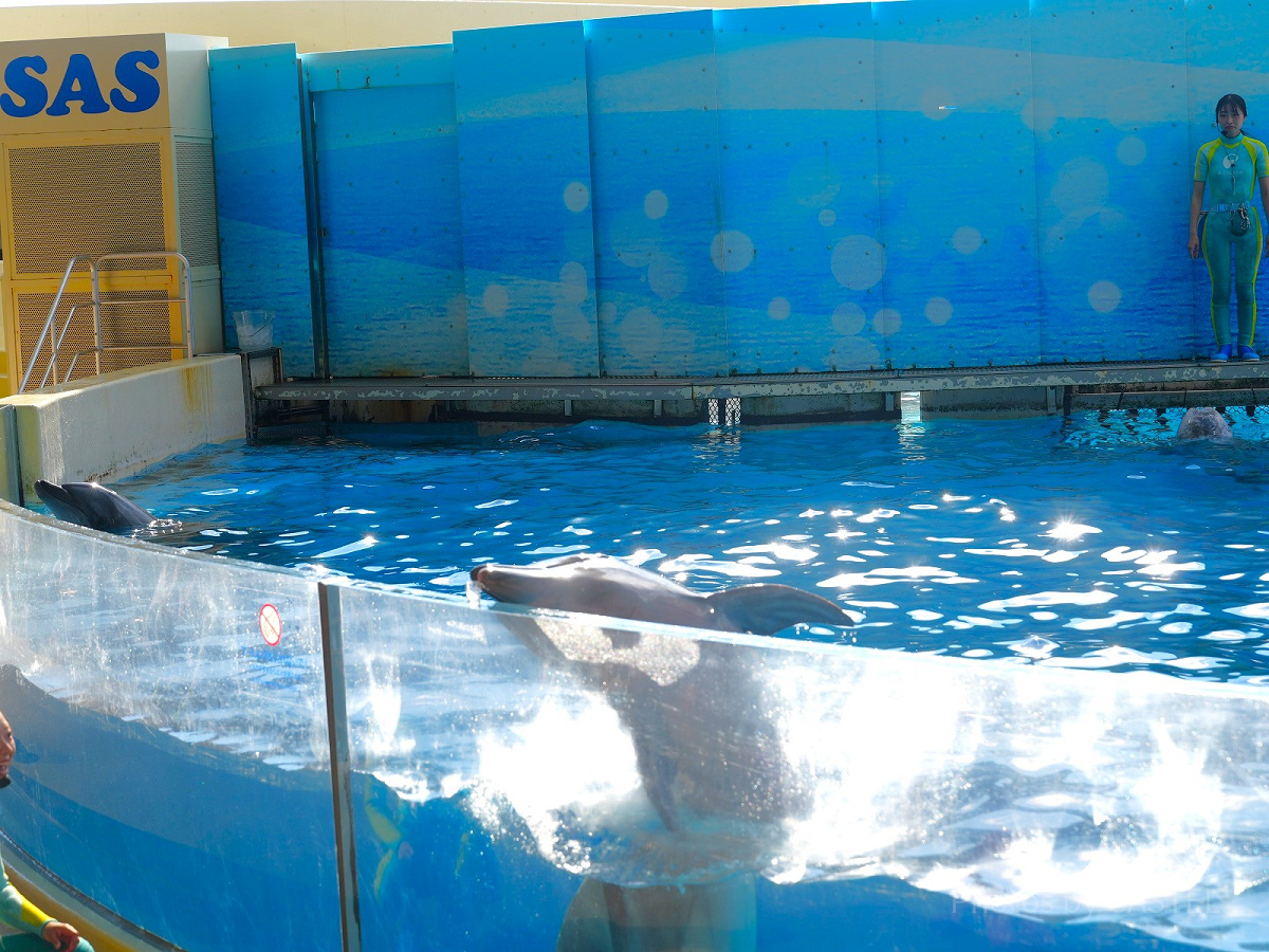 新江ノ島水族館（えのすい）：水槽の淵においた氷を見つけて食べるイルカ