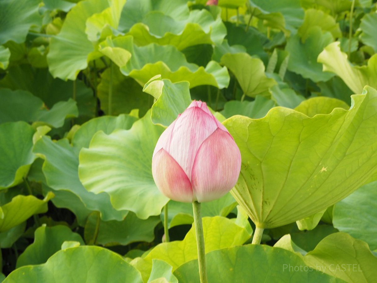 動物園裏手の不忍池では花も咲いています